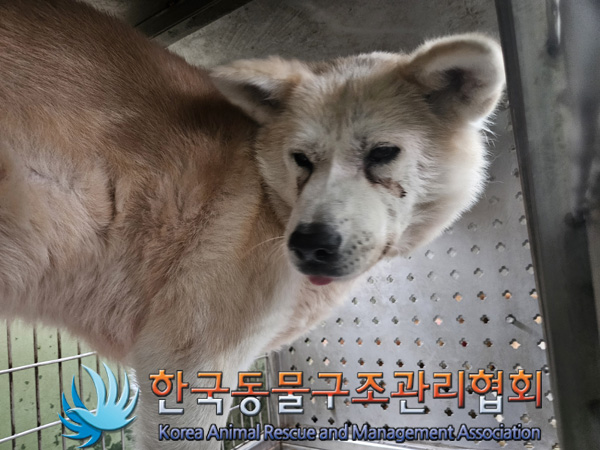 한국동물구조관리협회_441392202400276